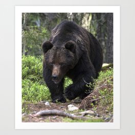 King of forest, male brown bear approaching Art Print