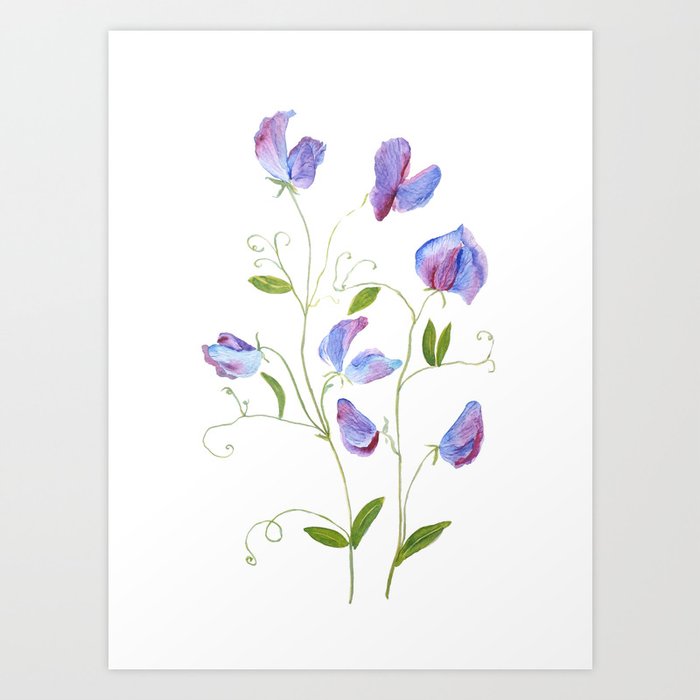 purple sweat peas watercolor 2021  Art Print