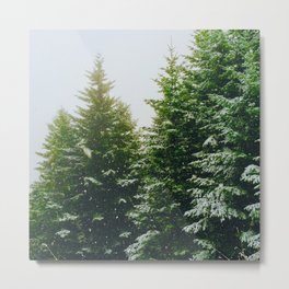 Winter Pine Tree Forest (Color) Metal Print