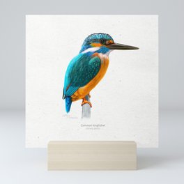 Common kingfisher scientific illustration art print Mini Art Print