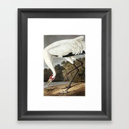 Hooping Crane (Audubon) Framed Art Print