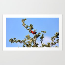 red cardinal bird tree branches Art Print