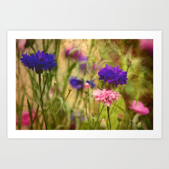 Centaurea cyanus Art Print