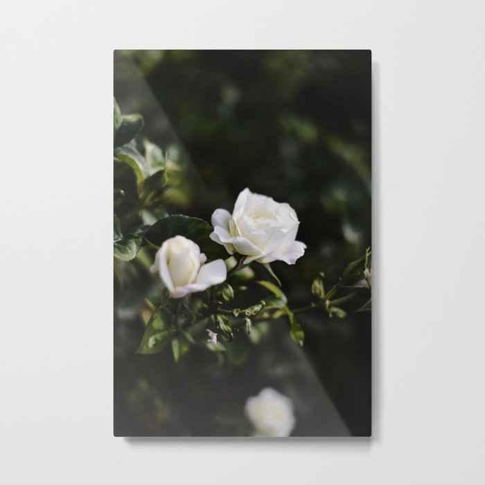 The White Rose Metal Print