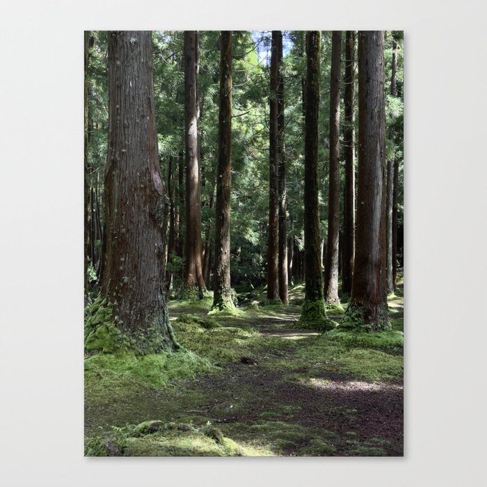 Floresta Terceira Canvas Print