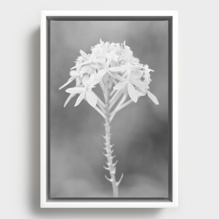 Minimalistic Orchid In Black And White Framed Canvas