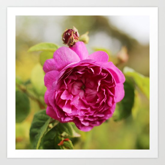 Grandmother's flower. Art Print
