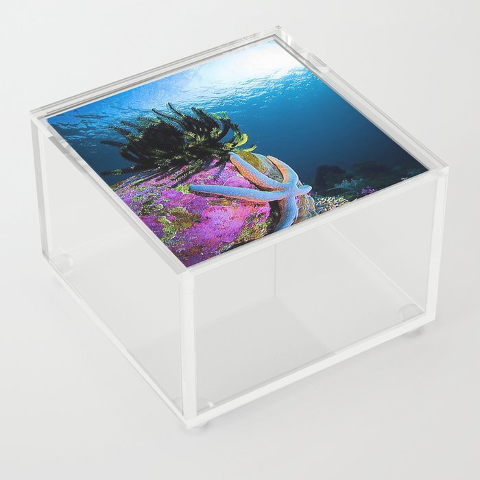 porcupine fish Acrylic Box