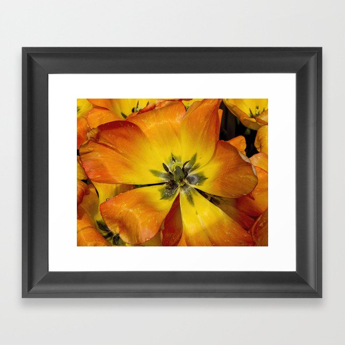 Tulip Orange & Yellow Framed Art Print