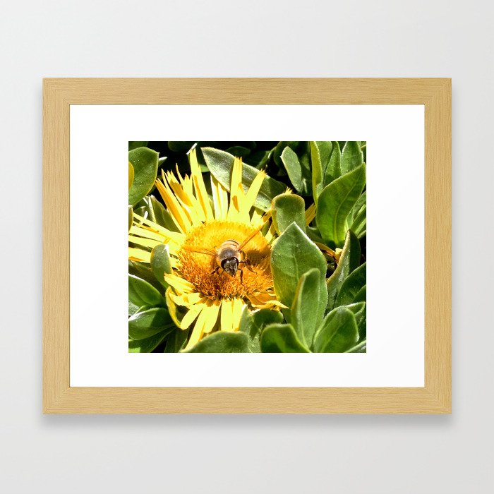 A bee eager to fly Framed Art Print
