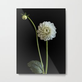 Dahlia Rhonda Flower Metal Print
