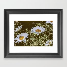 Daisy Bee (garden nature summer yellow white flowers) Framed Art Print