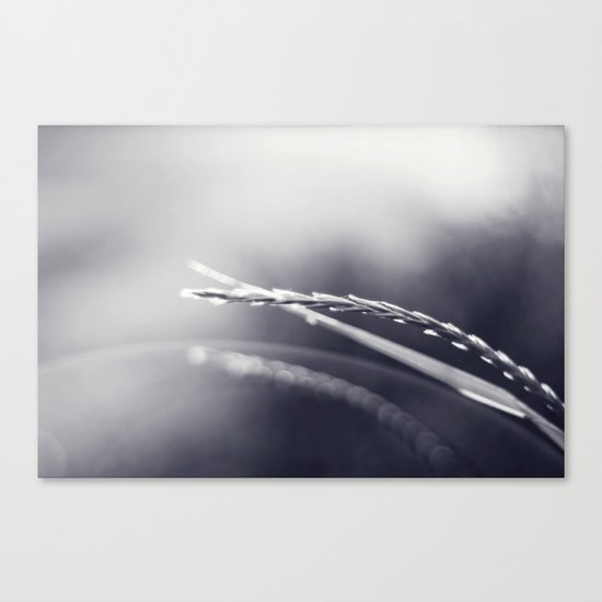 Evening Light in Black and White Canvas Print