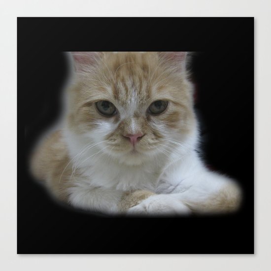 Cute Cat Canvas Print