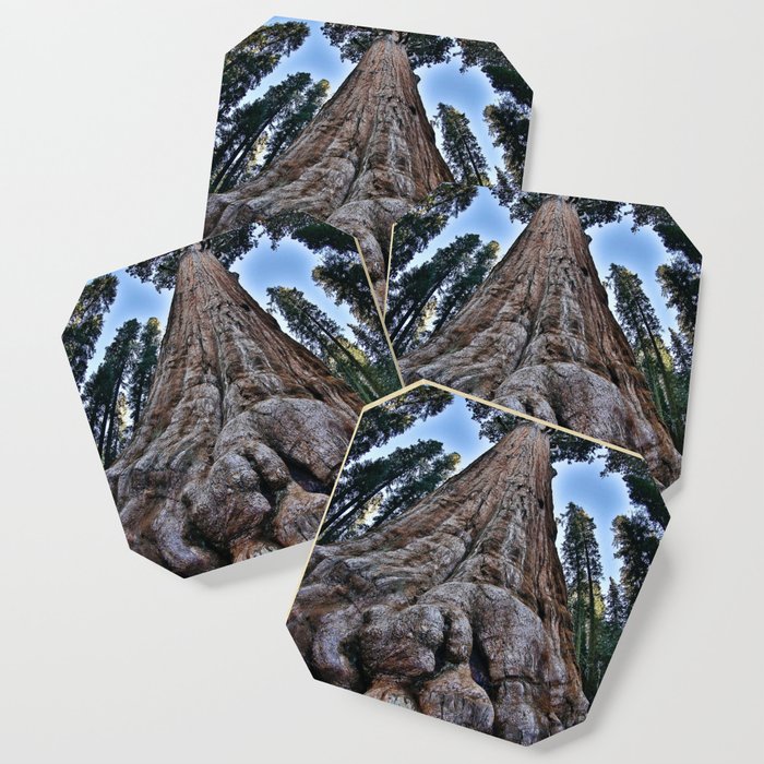 Redwood big; redwoods of California; John Muir woods giant trees nature landscape color photograph / photography Coaster