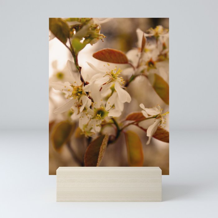 Sepia Blooms Mini Art Print