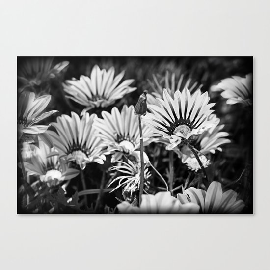Desert Daisies (bnw) - Daisy Project in memory of Mackenzie Canvas Print