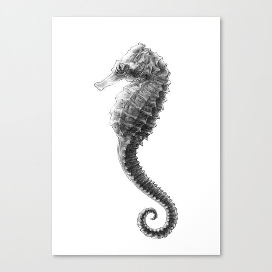 Seahorse Canvas Print