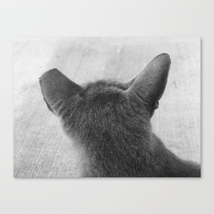 Grey Stray Cat Canvas Print