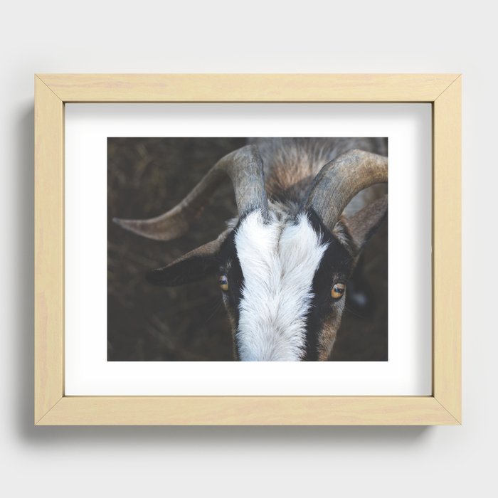 Goats and Goats and Goats (69) Recessed Framed Print