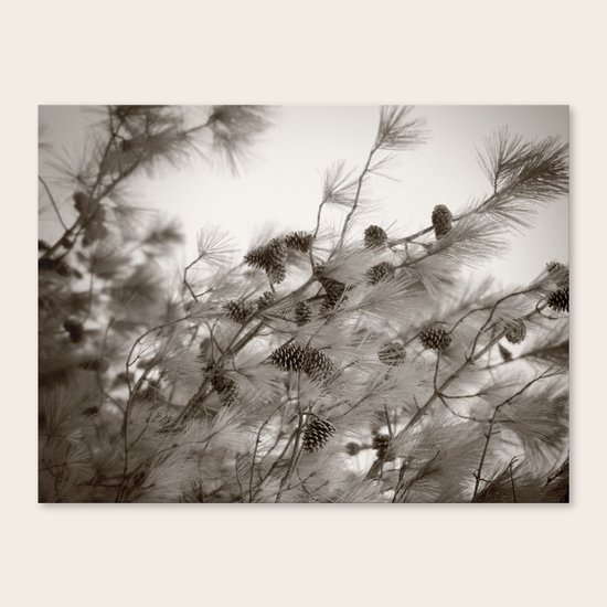 Pine Cones Canvas Print