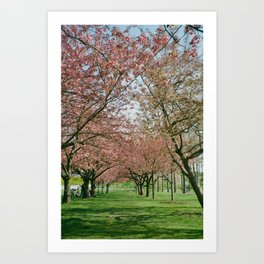 Cherry Blossom - Spring Art Print