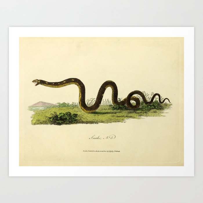 Snake by Sarah Stone, 1790 Art Print