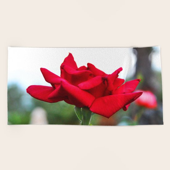 Red Rose Beach Towel