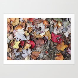 Crisp Autumn Leaves Art Print