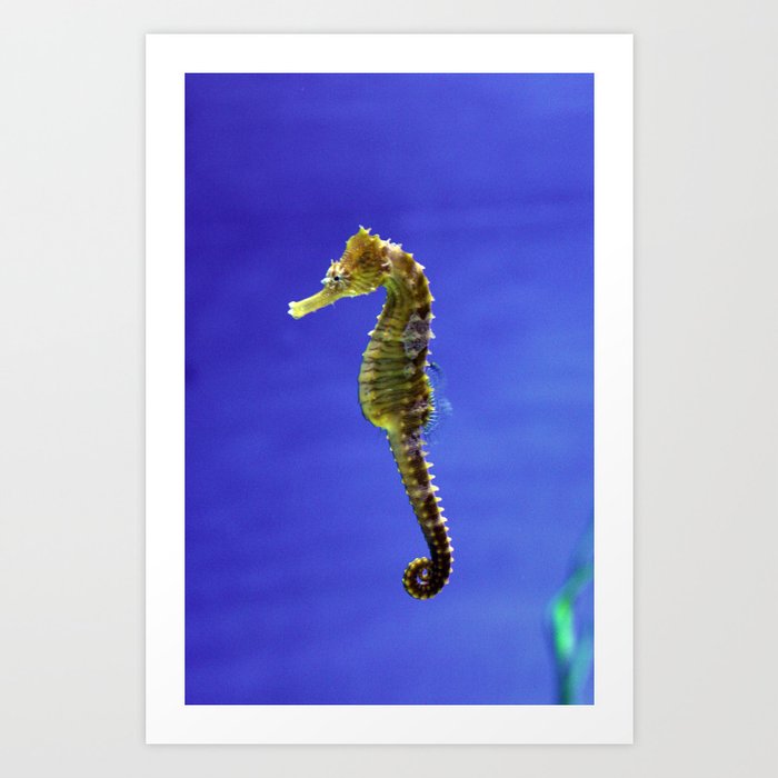 The Darling Seahorse Art Print