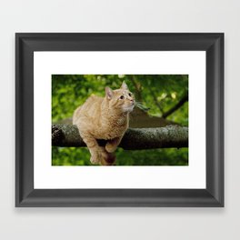 Photograph of a Cat hanging on a Limb Framed Art Print