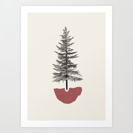 Fir Pine Art Print