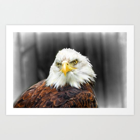 Bald Eagle Art Print