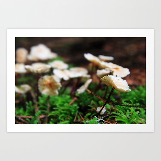 Magic Mushrooms Art Print