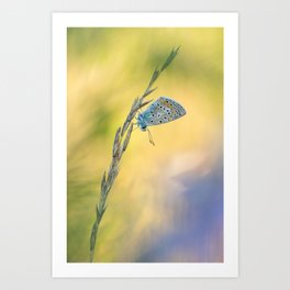 Polyommatus icarus II Art Print | Isolated, Portrait, Wild, Summer, Insect, Colors, Nature, Digital, Background, Photo 