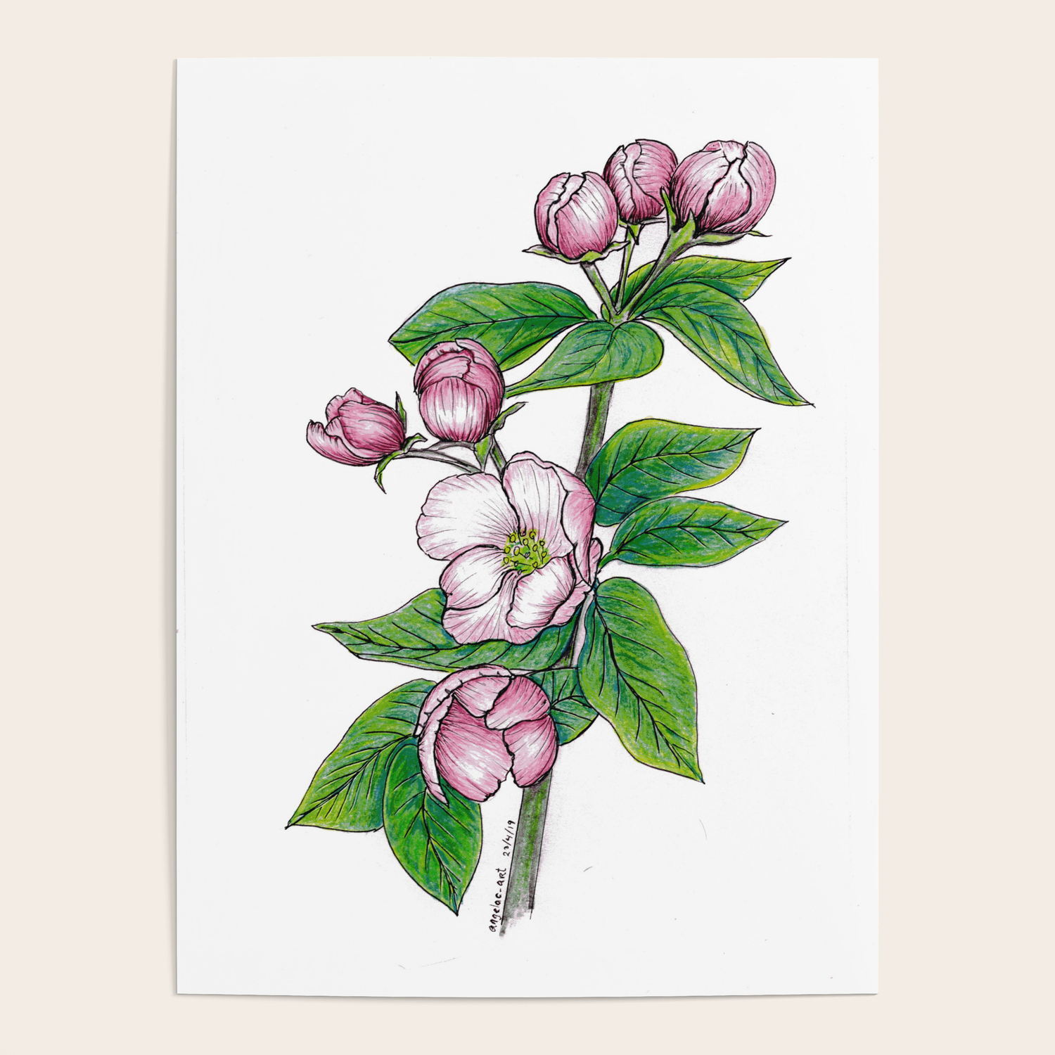 Apple Blossoms Floral Art Flower Drawing Pink Spring Flowers On White Background Poster By Angelac Art Society6