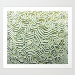 Pic Your Brain Coral (Natural) Art Print