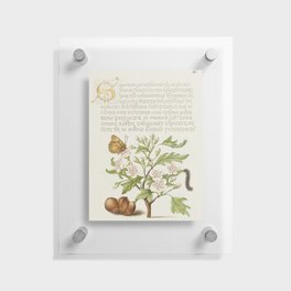 Vintage calligraphic art with green plants Floating Acrylic Print
