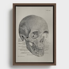 Anatomical Vintage Skull Framed Canvas
