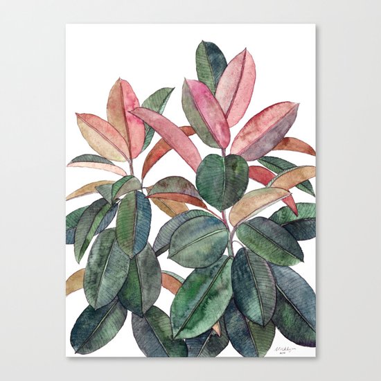 Rubber Plant Canvas Print