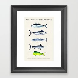 Fish of the North Atlantic Ocean Illustrations Bluefin, Marlin, Wahoo, Swordfish, Mahi-mahi Framed Art Print