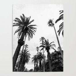 Black and White Palm Trees Poster