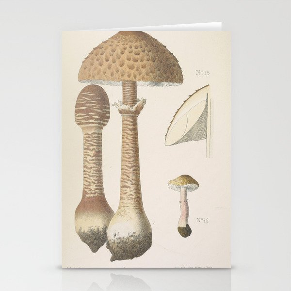 MUSHROOMS Macrolepiota procera - parasol Stationery Cards