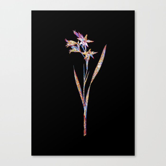 Floral Gladiolus Cuspidatus Mosaic on Black Canvas Print