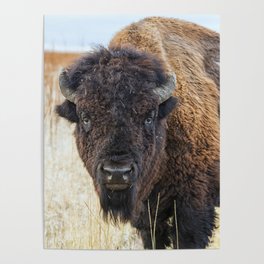Bison / Buffalo - Staring Contest Poster