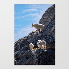Goats! Canvas Print