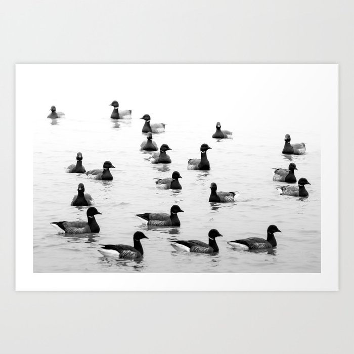 Brent geese in black and white | Goose | Bird | Nature photography  Art Print