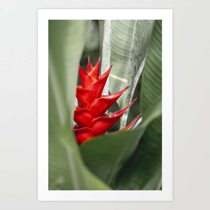 Heliconia bihai | red flower | photo print | tropical | Costa Rica Art Print