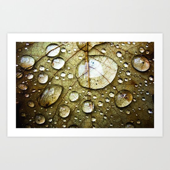 After the Rain Art Print