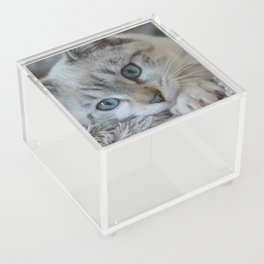 Cute Kitten Blue Eyes Acrylic Box